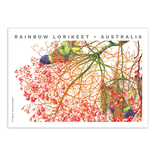 Postcard: Rainbow Lorikeets - Australia